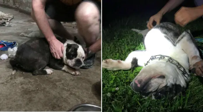 Young Bulldog is Saved From the Basement of an Abandoned Cincinnati Home
