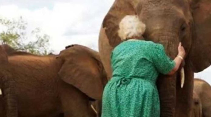 Orphaned Elephants Line Up To Hug The Woman Who Raised Them When Their Moms Died In Ivory Trade