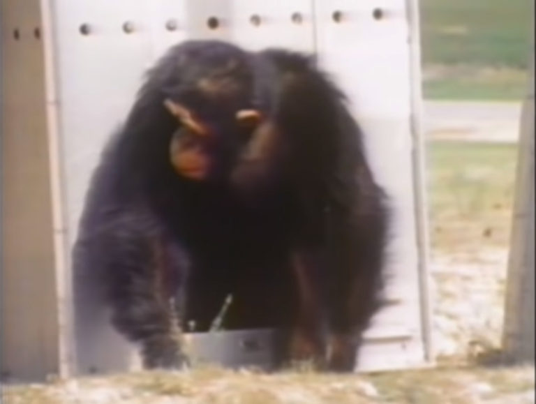 Woman Reunites With Three Chimps She Raised And Took Care Of 18 Years Ago