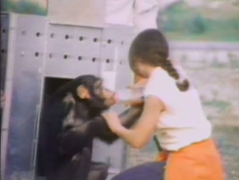 Woman Reunites With Three Chimps She Raised And Took Care Of 18 Years Ago