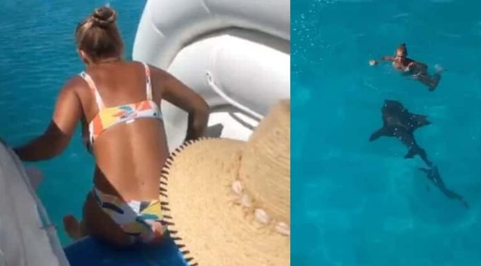 Woman slides into the sea from a yacht and right into the path of an eight-foot long shark
