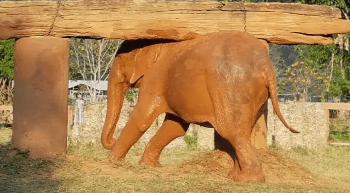 73-year-old elephant who spent her life experiencing only violence is finally rescued and taken to a new home