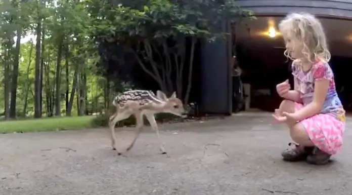 Newborn fawn gets close to a little girl – now, everyone calls her the “deer whisperer”