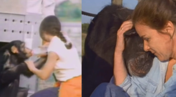 Woman reunites with three chimps she raised and took care of 18 years ago