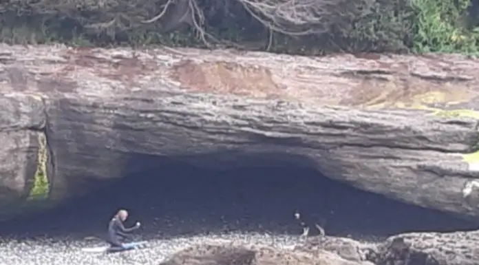 Dog who was missing for 3 months was found in a cave, shivering and starved, by surfers