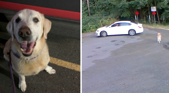 Cruel owner abandons Golden Lab in the woods before getting into her car and driving off