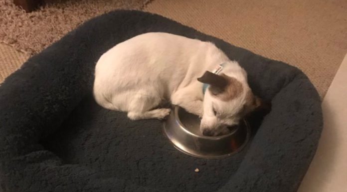 Adopted rescue dog gets a new life and his own food bowl he sleeps with every single night