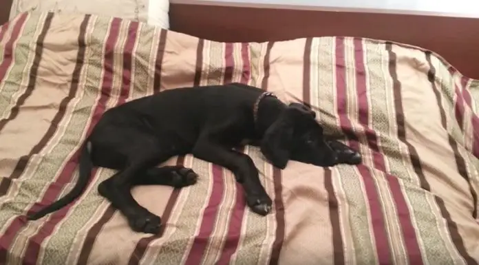 Great Dane puppy refuses to get out of bed in the morning and tells the owner why in a hilarious way