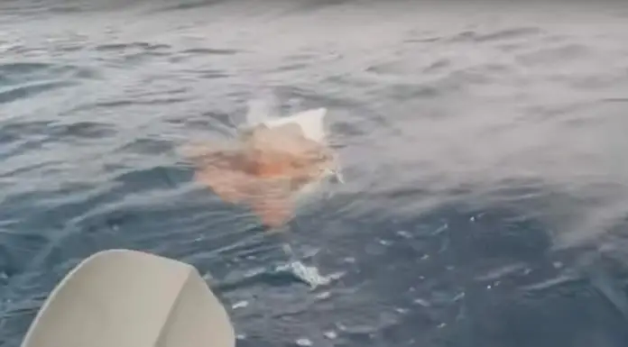 People were kayaking in the ocean when a turtle in distress swam towards them asking for help