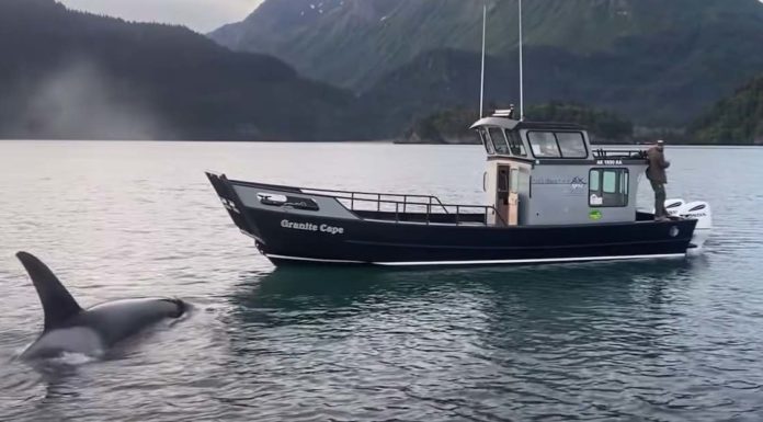 Scared otter chased by orca finds a safe place on a man’s boat