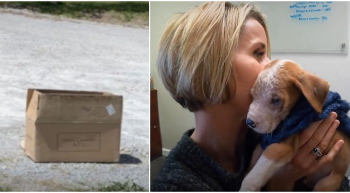 Woman sees someone dumping a cardboard box on the street, approaches and finds a tiny, abandoned puppy inside