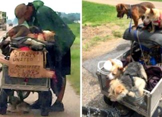 Woman spots a homeless man pushing a cart full of stray dogs, stops to learn his story