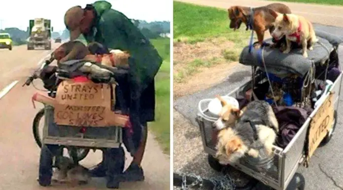 Woman spots a homeless man pushing a cart full of stray dogs, stops to learn his story