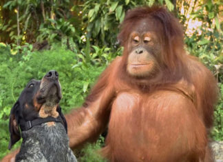 Everyone on the planet should see this one minute animal video