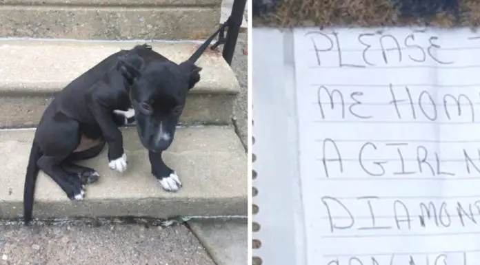 Dog was abandoned and tied to a railing with some pizza and a sad note next to her