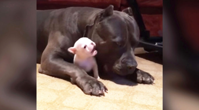 Giant Pit Bull looks after tiny puppy and melts millions of hearts