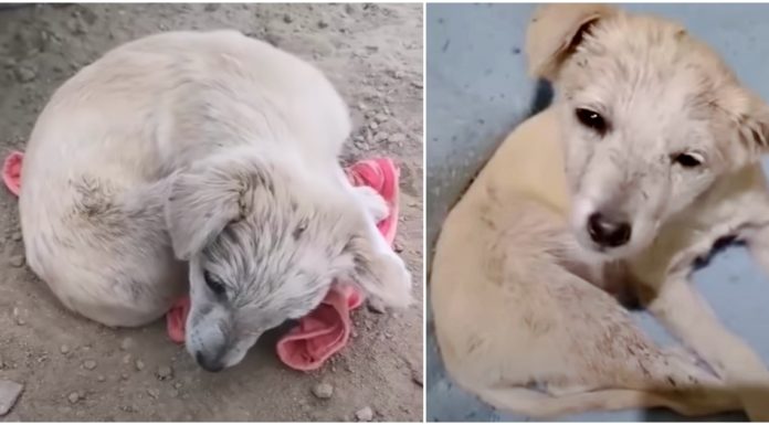 Brain damaged pup dumped in the middle of the street gets the much needed help