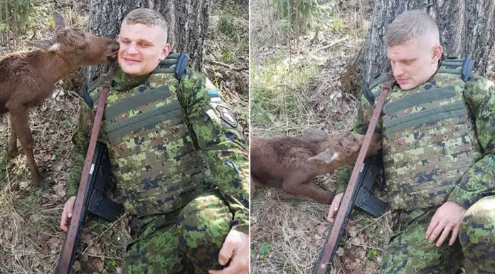 Lost and confused baby moose finds soldier in the forest and approaches trying to tell him something