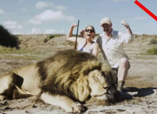 Trophy hunters pose next to a dead lion, few moments later karma strikes back