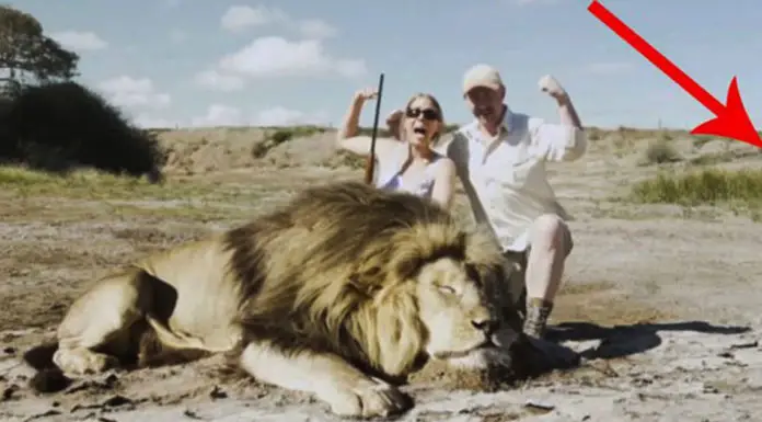 Trophy hunters pose next to a dead lion, few moments later karma strikes back