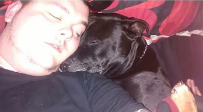 Man decides to take his own life – then he realizes what’s in his dog’s mouth