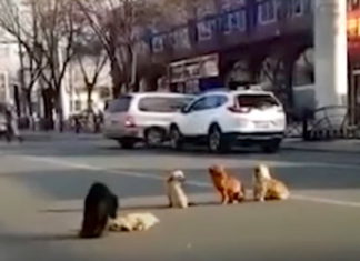 Four dogs block traffic, then drivers realize they are guarding their injured friend