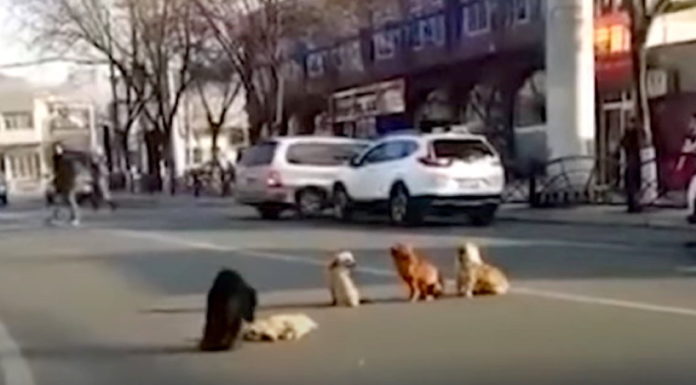 Four dogs block traffic, then drivers realize they are guarding their injured friend