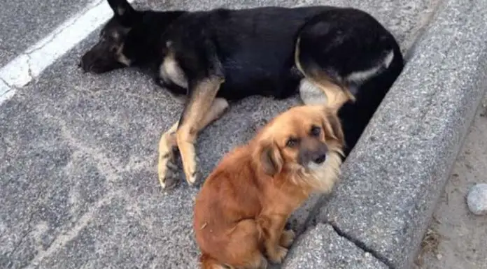 Stray dog sits and guards injured, pregnant friend lying on the road and refuses to leave her side