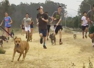 High-school cross country team brings local shelter dogs along on their morning run