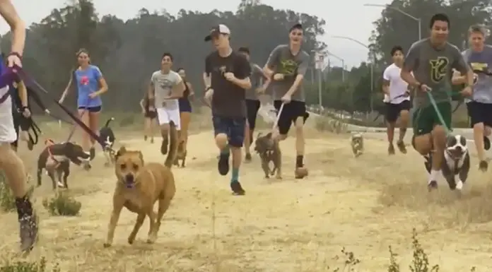 High-school cross country team brings local shelter dogs along on their morning run