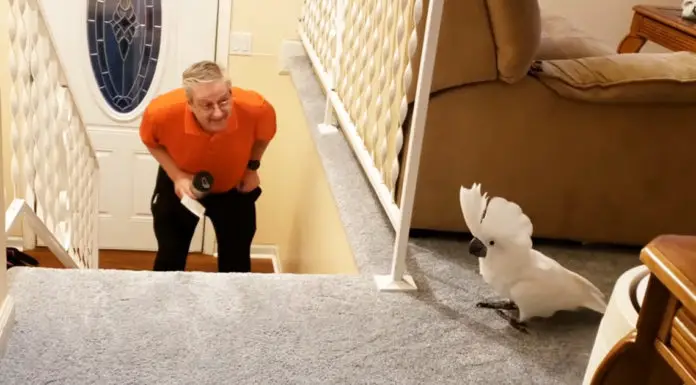 Baby Cockatoo jumps in excitement seeing dad gets home from work