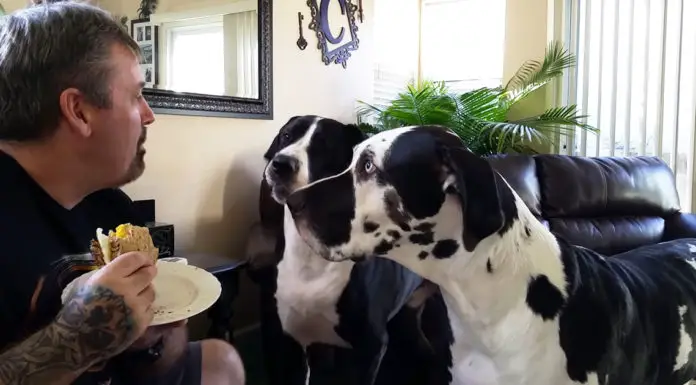 Great Dane asks owner for a sandwich bite in the most hilarious way possible
