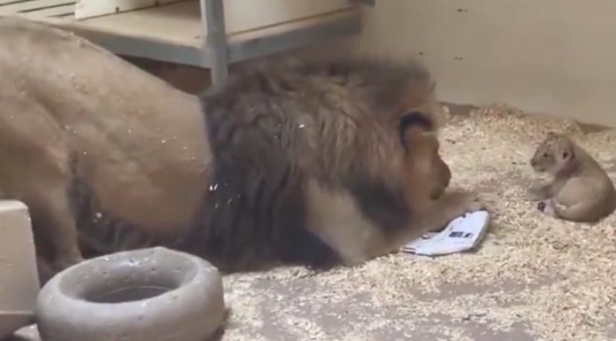 The mighty King of the jungle crouches down to meet his little cub for the first time in a cute video