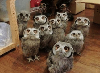 Cute owls like you have never seen them before