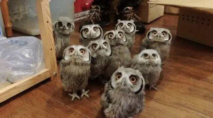 Cute owls like you have never seen them before