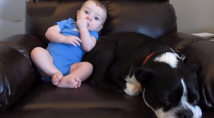 Baby boy poops in front of his dog who won’t tolerate the smell and we can’t stop laughing