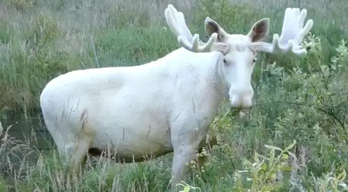 Rare white moose spotted taking a dip in a pond in Sweden