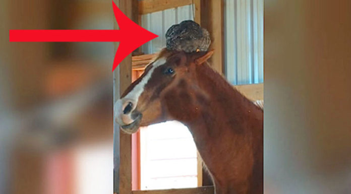Woman enters the barn and spots an unlikely creature napping on her horse’s head
