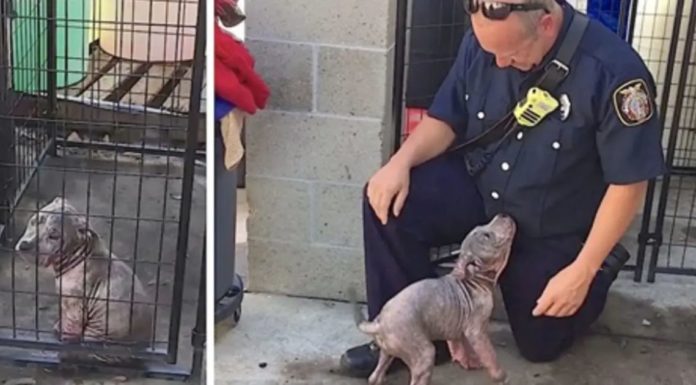 Shelter pup saved by a firefighter is overjoyed to see her rescuer again