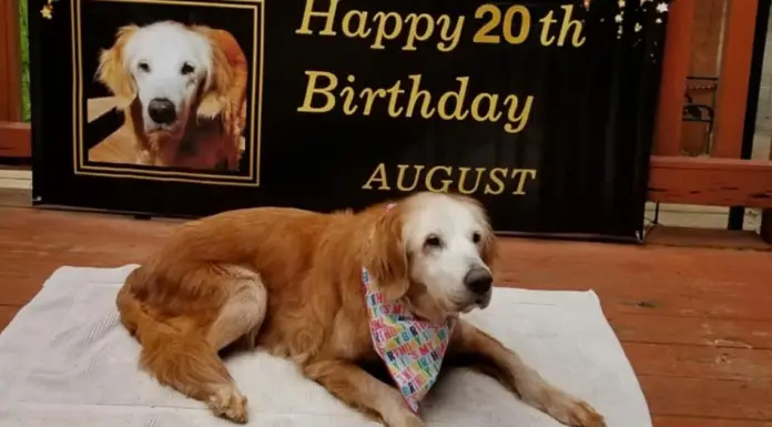 Golden Retriever turns 20 years old and becomes the oldest living creature of her kind
