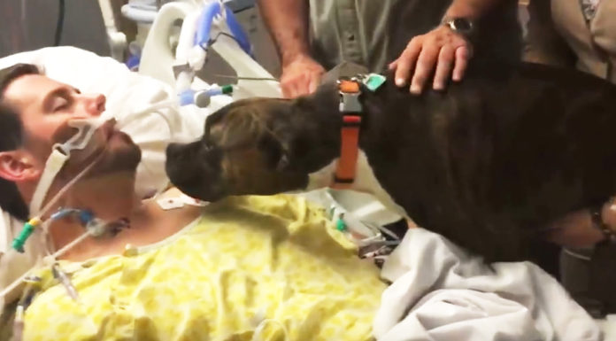 Dog feels she will never see her owner again. Her reaction is bringing millions to tears