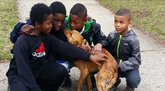 4 young boys save starving dog tied with bungee cords at the back of a house