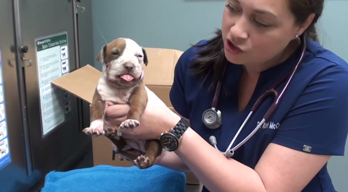 A tiny Pit Bull pup with a broken jaw gets a second chance thanks to the amazing vets