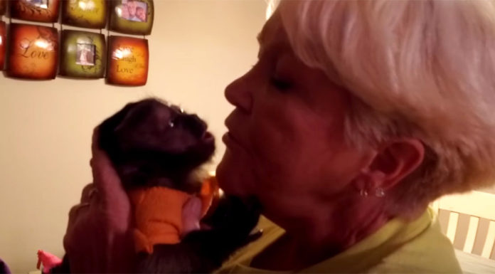 Baby monkey can’t contain his excitement when he reunites with his human grandma after a week