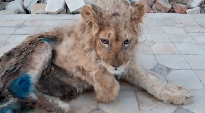 “Handlers” break baby lion’s legs and spine so that he stays still while tourists take photos with him