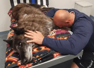 Officer says final goodbye to K9 dog who spent his entire life fighting crime