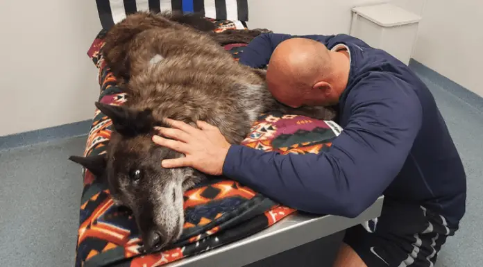 Officer says final goodbye to K9 dog who spent his entire life fighting crime