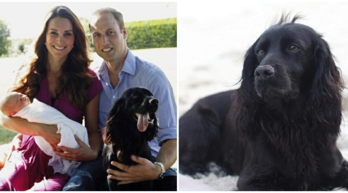 Prince William and Kate Middleton’s dog Lupo has died — rest in peace