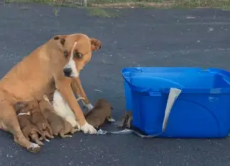 9 puppies and their mother abandoned at a church parking lot