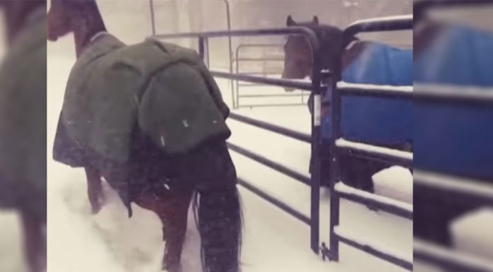 Woman lets horses out to play in the snow, but the elegant creatures have other plans